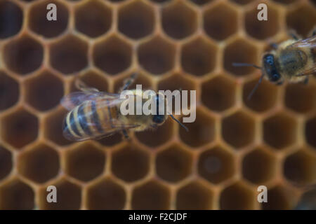 Schuss von Bienen schwärmen auf einer Wabe Stockfoto