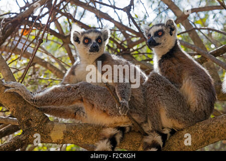 Zwei Kattas (Lemur Catta) sitzt im Baum, Isalo Nationalpark in der Nähe von Ranohira, Ihosy, Ihorombe, Madagaskar, Afrika Stockfoto