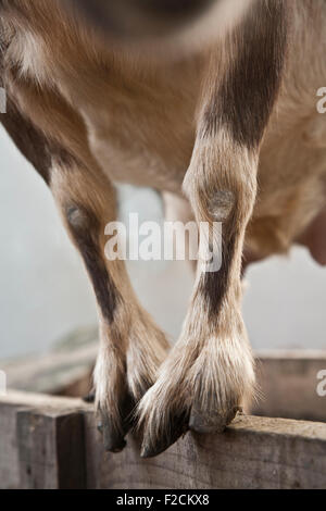 Nigerianische Zwerg Ziege Nahaufnahme portrait Stockfotografie - Alamy