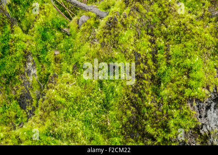 Grünes Moos am Baum hautnah Stockfoto