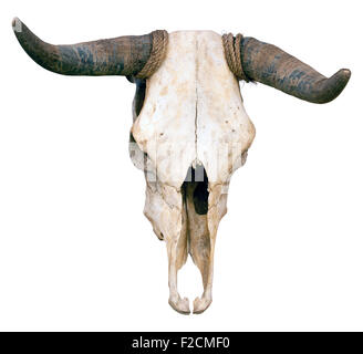 Nahaufnahme von einem Büffelschädel isoliert auf weißem Hintergrund Stockfoto