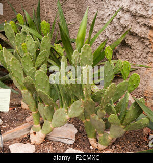 Prickly Pear Cactus Opuntia Ficus Indica Cactaceae Stockfoto