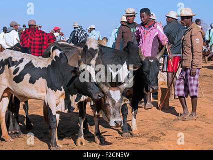 Madagassische Rinderhirten / Viehzüchter und Kaufleute in den wöchentlichen Zebu-Markt in Ambalavao, Haute Matsiatra, Madagaskar, Afrika Stockfoto