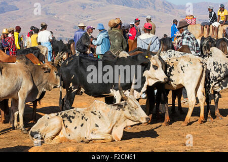 Madagassische Rinderhirten / Viehzüchter und Kaufleute in den wöchentlichen Zebu-Markt in Ambalavao, Haute Matsiatra, Madagaskar, Afrika Stockfoto