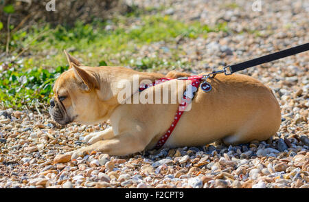 Französische Bulldogge - Seitenansicht des Faon französische Bulldogge (auch bekannt als ein Frenchie) Festlegung. Stockfoto