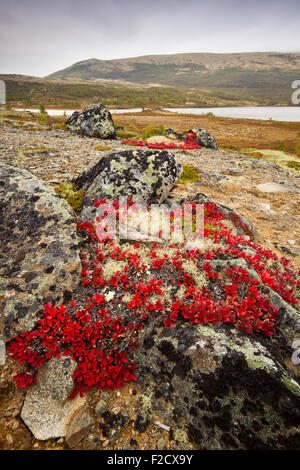 Herbstfarben im Dovrefjell, Norwegen. Die roten Pflanze ist Berg Avens, Dryas octopetala. Stockfoto