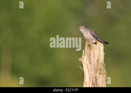 Kuckuck (Cuculus Canorus) thront auf Baum Stump Berufung Stockfoto