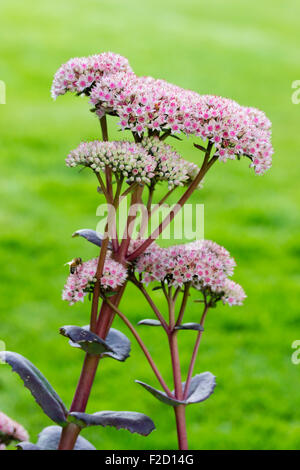 Breit, aufrecht, Insekten anzieht Spätsommer Blumen der indigen, Sedum Telephium 'Matrona' Stockfoto