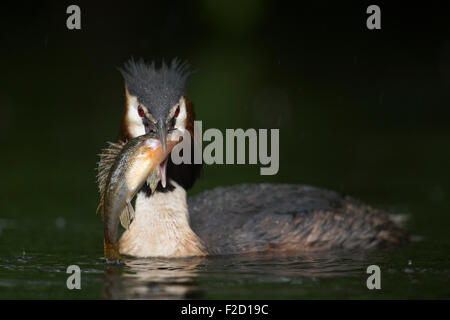 Porträt von einem Haubentaucher / Haubentaucher (Podiceps Cristatus) präsentiert einen großen Fisch. Stockfoto