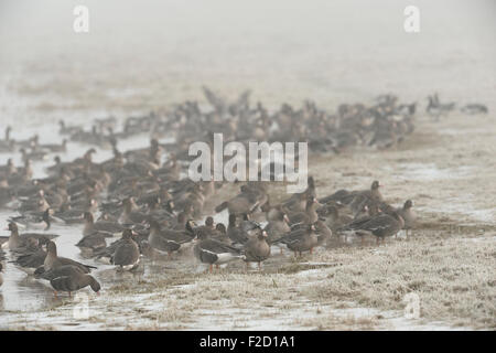 Weiß – Blässgänse Gänse / Anser Albifrons / Blaessgaense ruht auf gefrorene Wiesen an einem See. Stockfoto