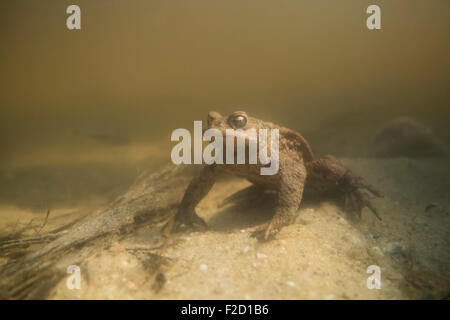 Bufo Bufo / gemeinsame Kröte / Crapaud Commun / Erdkroete unter Wasser während der Brutzeit. Stockfoto