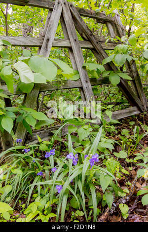 Die Wälder wachsen durch eine alte Holztor entlang der Appalachian Trail südlich von Shenandoah National Park Stockfoto