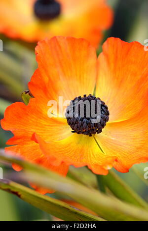 Ranunkeln Orange Blume in voller Blüte Stockfoto