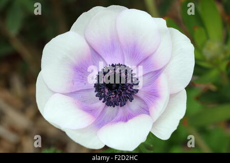 Nahaufnahme eines weißen Anemone mit lila Schimmer auf Blütenblätter Stockfoto