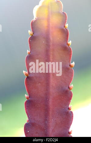 Nahaufnahme von Epiphyllum oder Orchid cactus Stockfoto