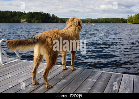 Hund im dock beobachten Kanufahrer auf See Cecebe Magnetawan Kanada Stockfoto