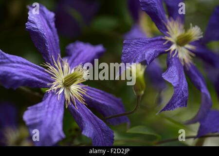 Nahaufnahme von lila Clematis 'Jackmanii' Blumen Reben mit Chartreuse Stamen Blütenteile Stockfoto