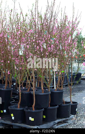 Blume der Fruchtbildung Pfirsich - Prunus Persica - Fragar Stockfoto