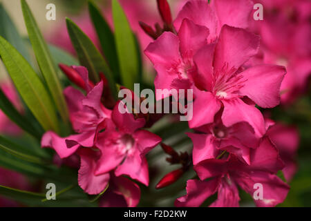 Nahaufnahme von rosa Blüten von Nerium Oleander Stockfoto