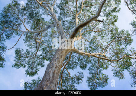 Überdachung des großen australischen Eukalyptus-Baum schaut zum Himmel empor Stockfoto