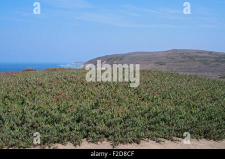 der Bodega Head und Bucht entlang der pazifischen Küste von Kalifornien in Sonoma coast State park Stockfoto