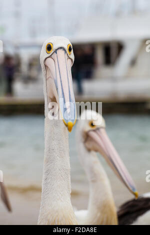 Extreme Nahaufnahme des australischen Pelican machen ein lustiges Gesicht Stockfoto