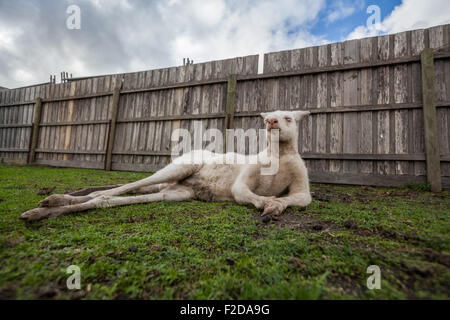 Lustige Porträt von Albino Känguru in frivoler Pose liegend Stockfoto