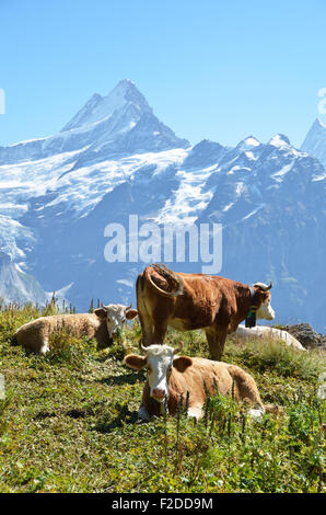 Kühe auf der Alp. Jungfrauregion, Schweiz Stockfoto