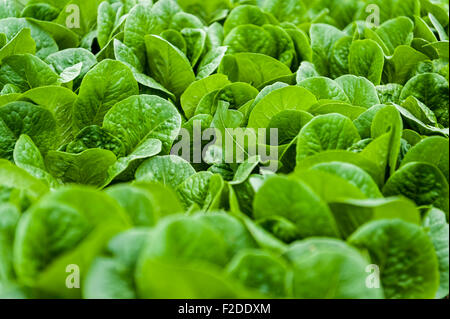 Reihen von Salat erntereif. Stockfoto