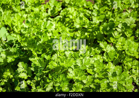 Cilantro Patch im Garten. Stockfoto