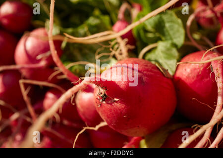 Frische Sträuße von Radieschen am Union Square Greenmarket, Manhattan, New York City, USA Stockfoto