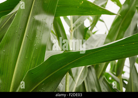 Mais wächst in Pennsylvania, USA Stockfoto