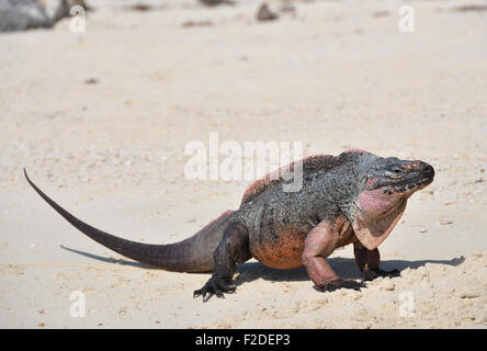 Leguan in Exuma Cays Land and Sea Park. Bahamas Stockfoto