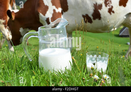 Milch und Kühe. Region Emmental, Schweiz Stockfoto