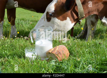 Milch und Kühe. Region Emmental, Schweiz Stockfoto