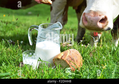 Milch und Kühe. Region Emmental, Schweiz Stockfoto