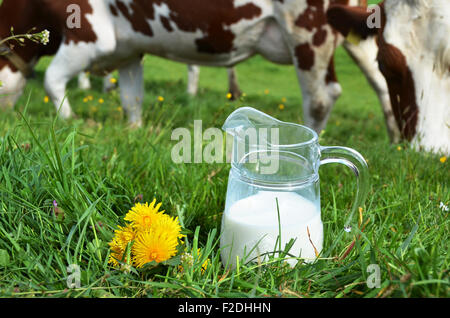 Milch und Kühe. Region Emmental, Schweiz Stockfoto