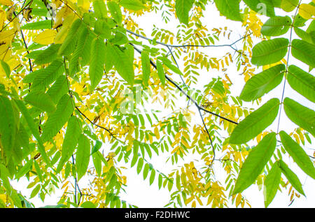 Hintergrund, Blätter, gelbgrün, Esche, Herbst, Baum, Herbst, Herbstlandschaft Stockfoto