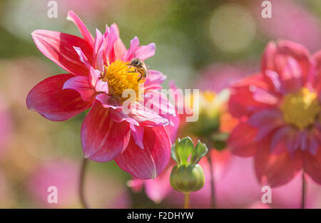 Eine glückliche Biene saugt Necter aus eine lebendige rote Dahlie in einem Garten. Illustration aus Originalfoto Stockfoto