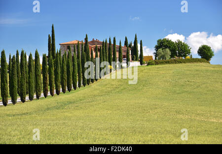 Zypressen entlang der Landstraße. Toskana, Italien Stockfoto