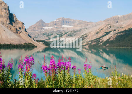 Fischer, Bow Lake, Banff Nationalpark, Alberta, Kanada Stockfoto