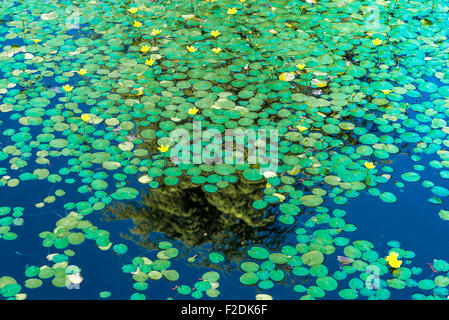 Seerosen, VanDusen Gardens, Vancouver, Britisch-Kolumbien, Kanada Stockfoto