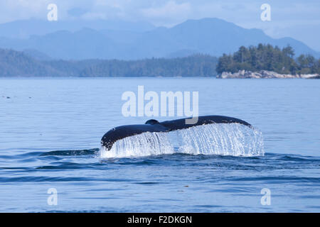 Buckelwal Märchen in British Columbia vor der Sonnenschein-Küste mit Wasser tropft. Stockfoto