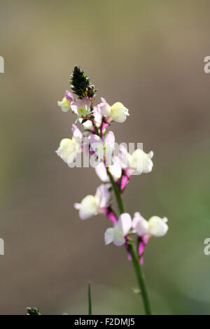 Snap Dragon Blume Nahaufnahme mit Tiefe von Feld Neigung links Stockfoto