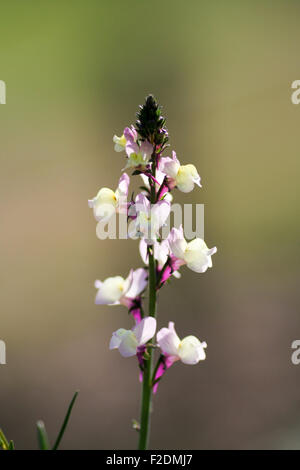 Snap Dragon Blume hautnah mit der Tiefe des Feldes gerade center Stockfoto