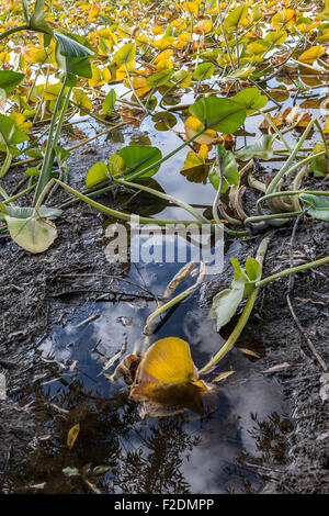 Nahaufnahme von Seerosen im seichten Wasser von Hauser See, Idaho. Stockfoto