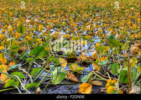 Dickten im seichten Wasser von Hauser See, Idaho. Stockfoto