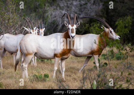 South Texas Scimitar Horned Oryx in einer Herde Stockfoto