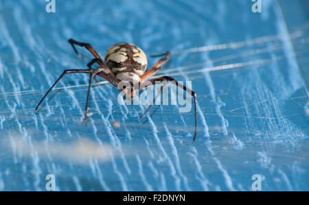 Schließen Sie herauf Bild einer Argiope Aurantia Spinne in ihrem Netz auf einer blauen Scheune Wand hängen Stockfoto