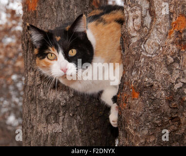 Wunderschöne Glückskatze spähen durch zwei Baumstämme Stockfoto